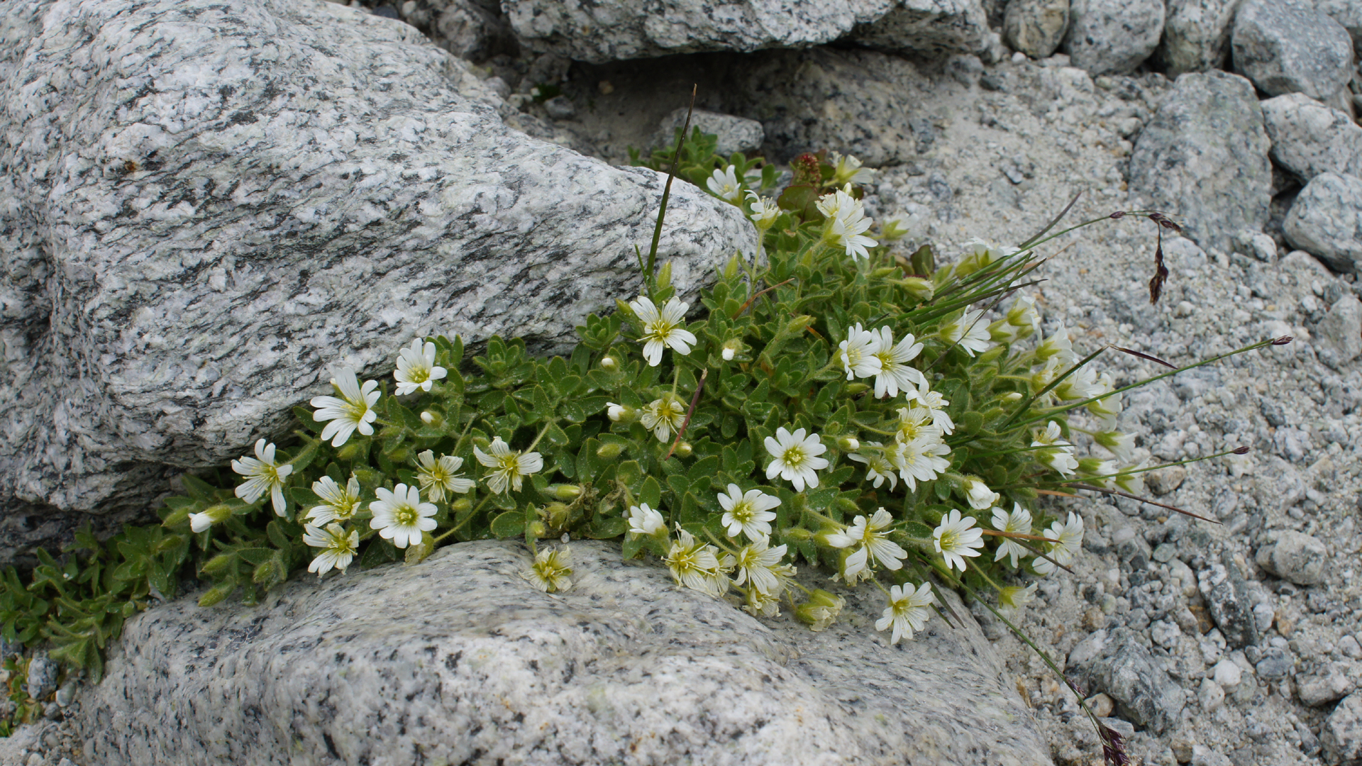 Fotostrecke Alpenblumen 03