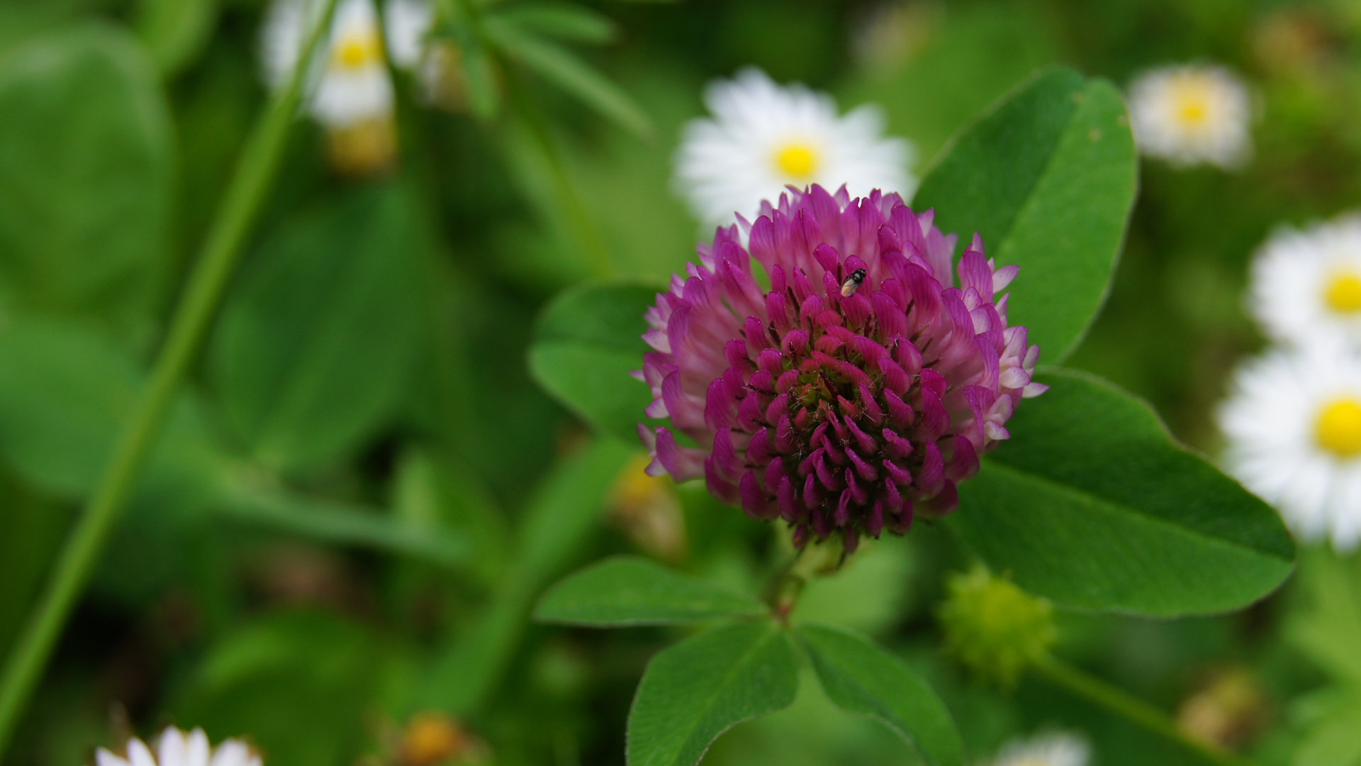 Fotostrecke Alpenblumen 11: Wiesenklee