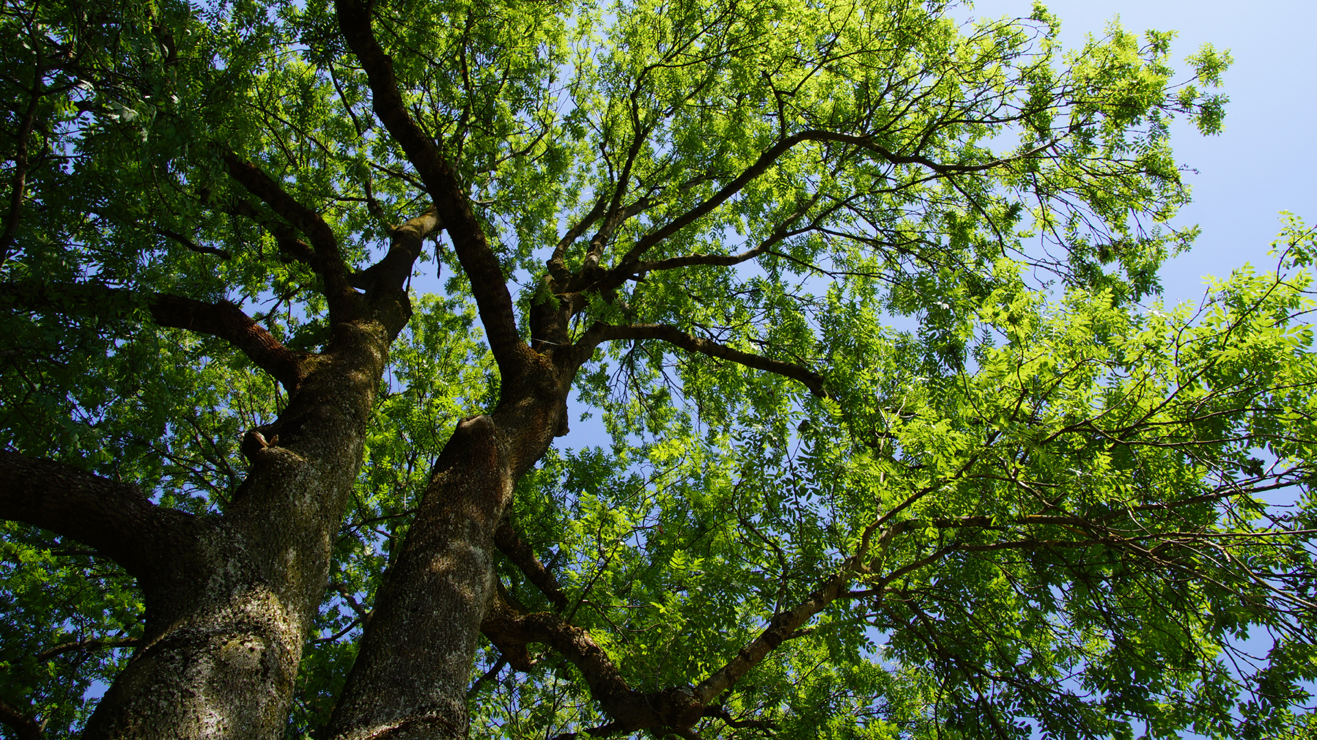 Fotostrecke Bäume: Esche