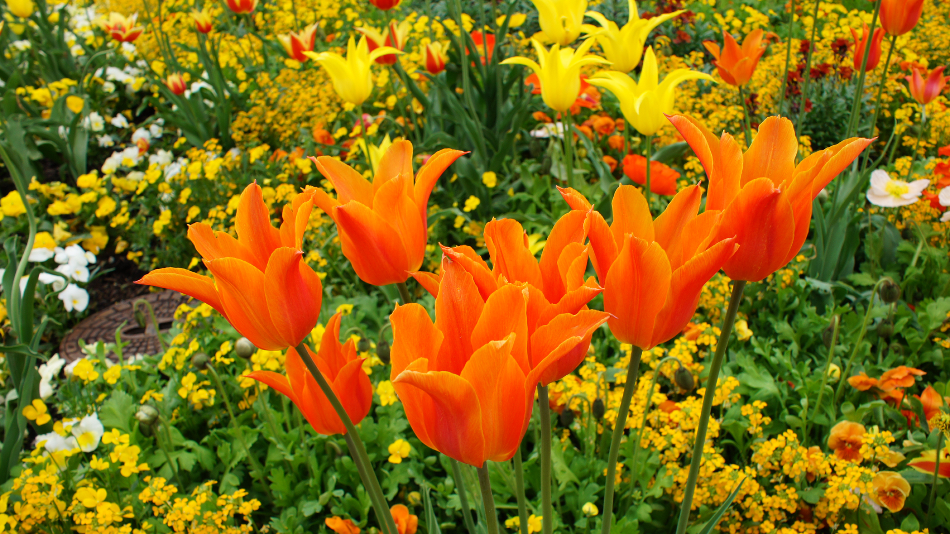 Fotostrecke Frühling Abbildung 03: Tulpen