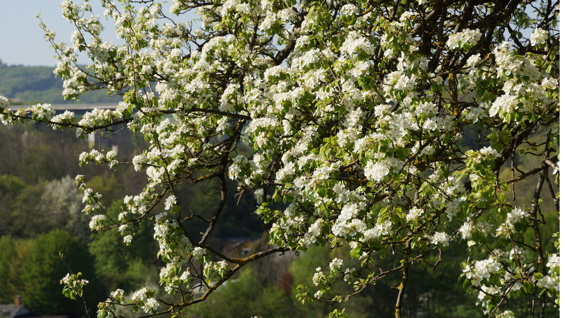 Fotostrecke Frühling Abbildung 18: Mostbirnbaumblüte