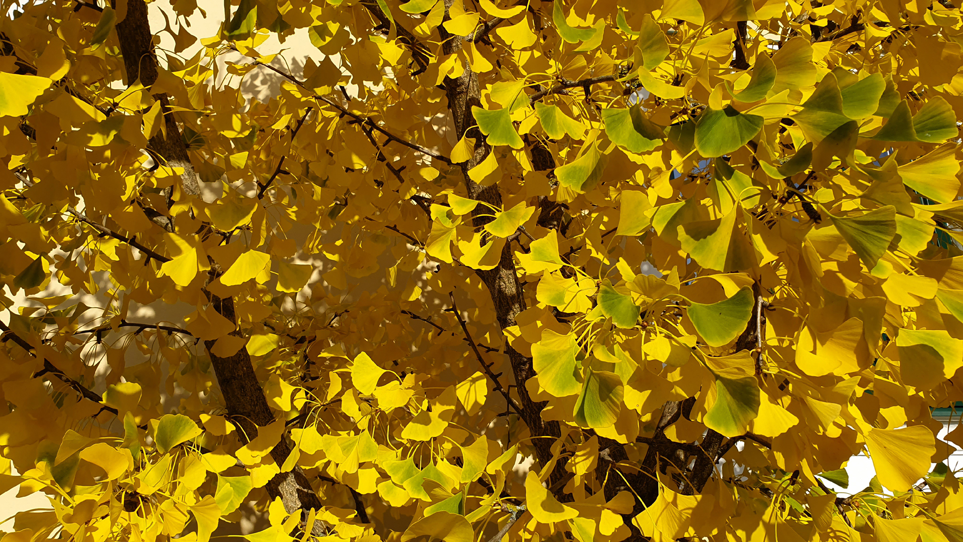 Fotostrecke Herbst Abbildung 20: Ginkgo-Gelb