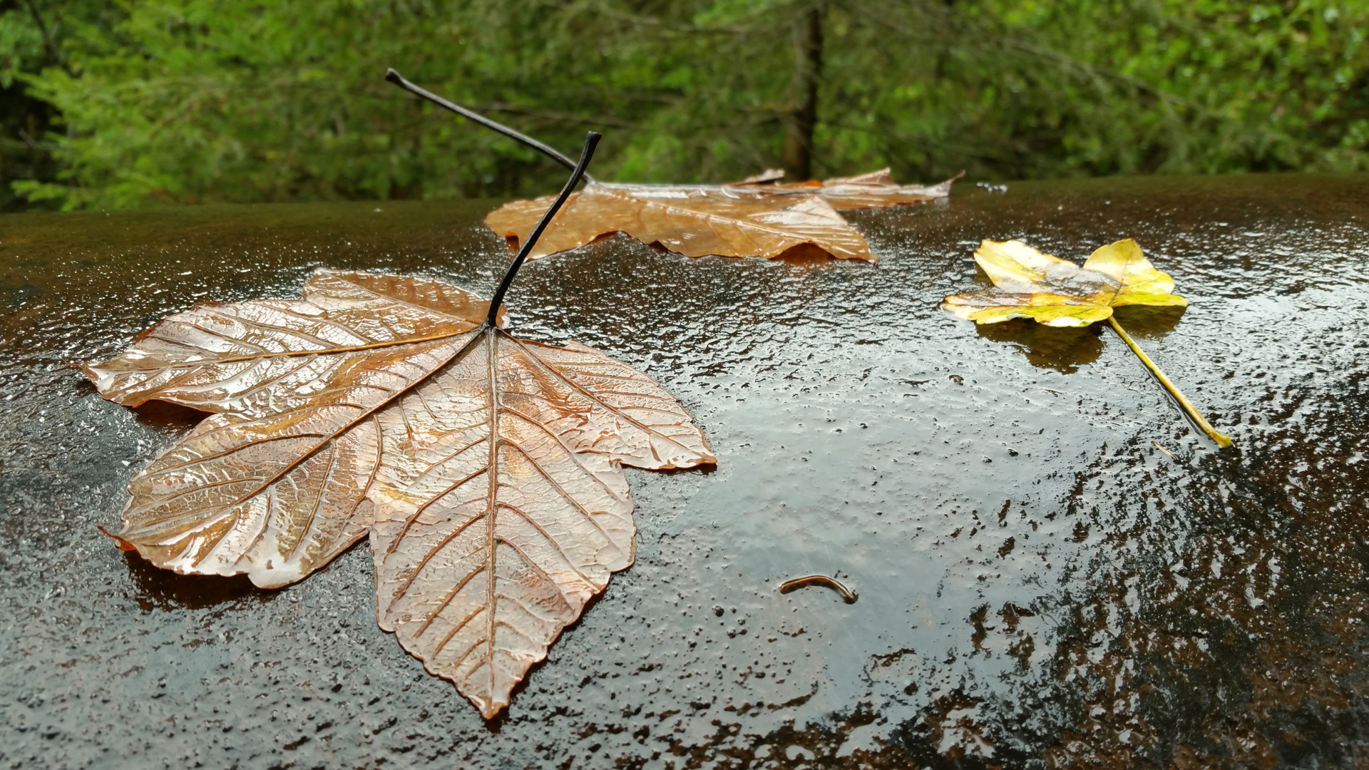 Fotostrecke Herbst Abbildung 39: Erster Herbstregen