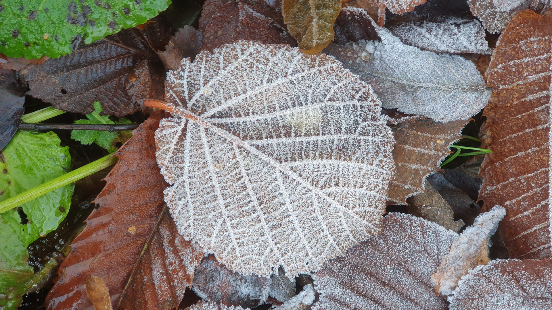 Fotostrecke Herbst Abbildung 41: Erster Frost