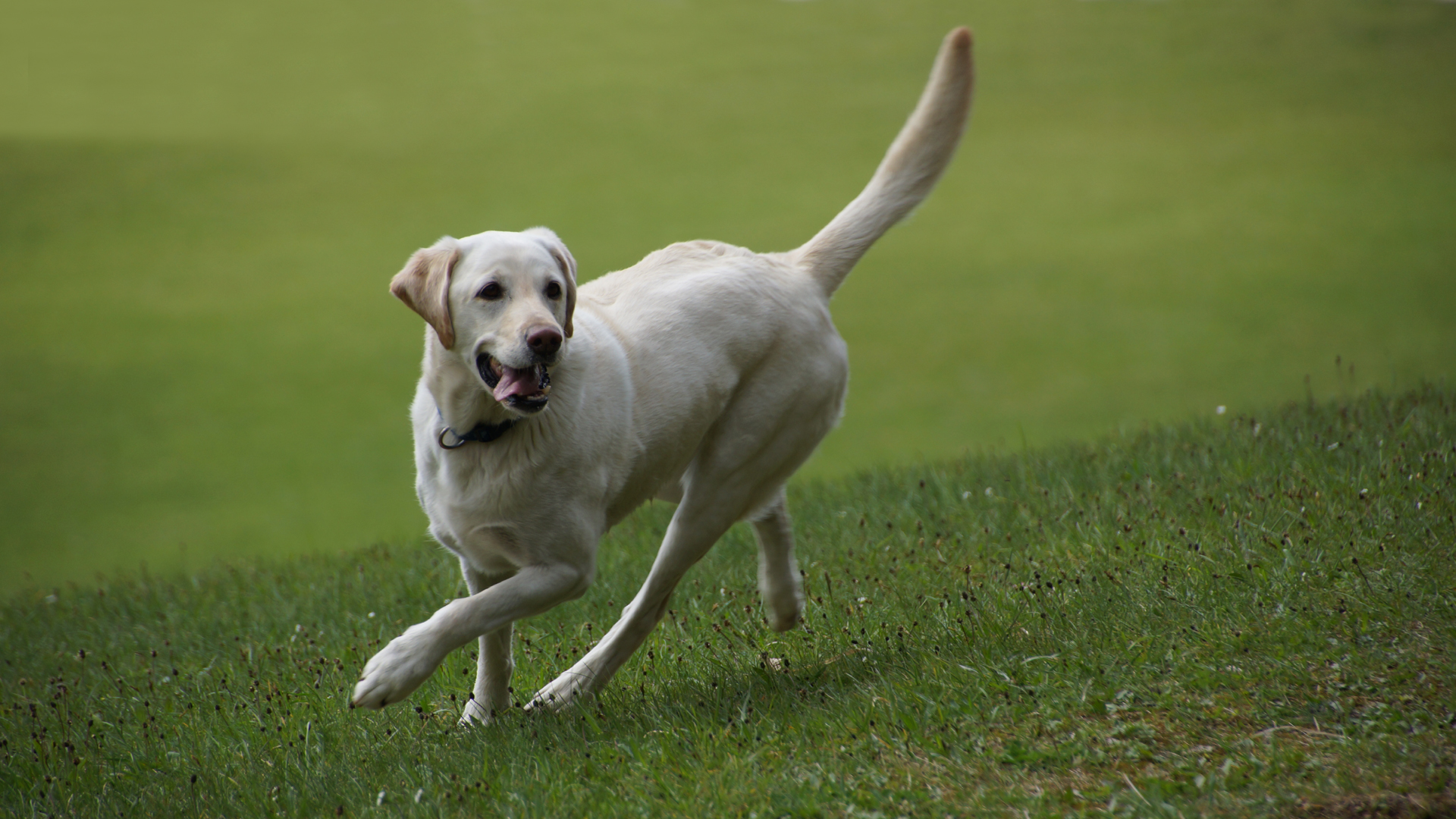 Fotostrecke Hunde 11: heller Labrador