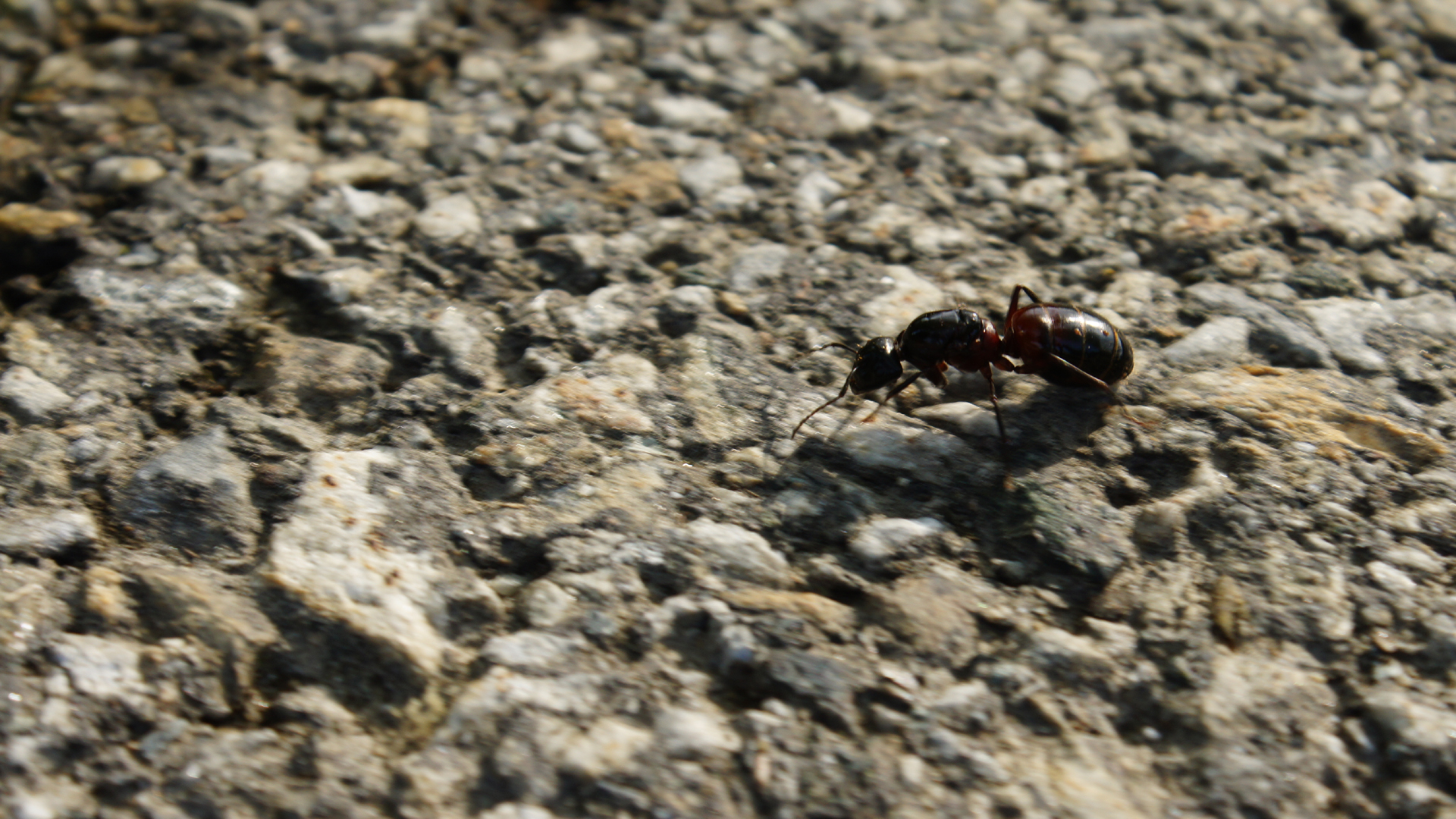 Fotostrecke Insekten: Ameise