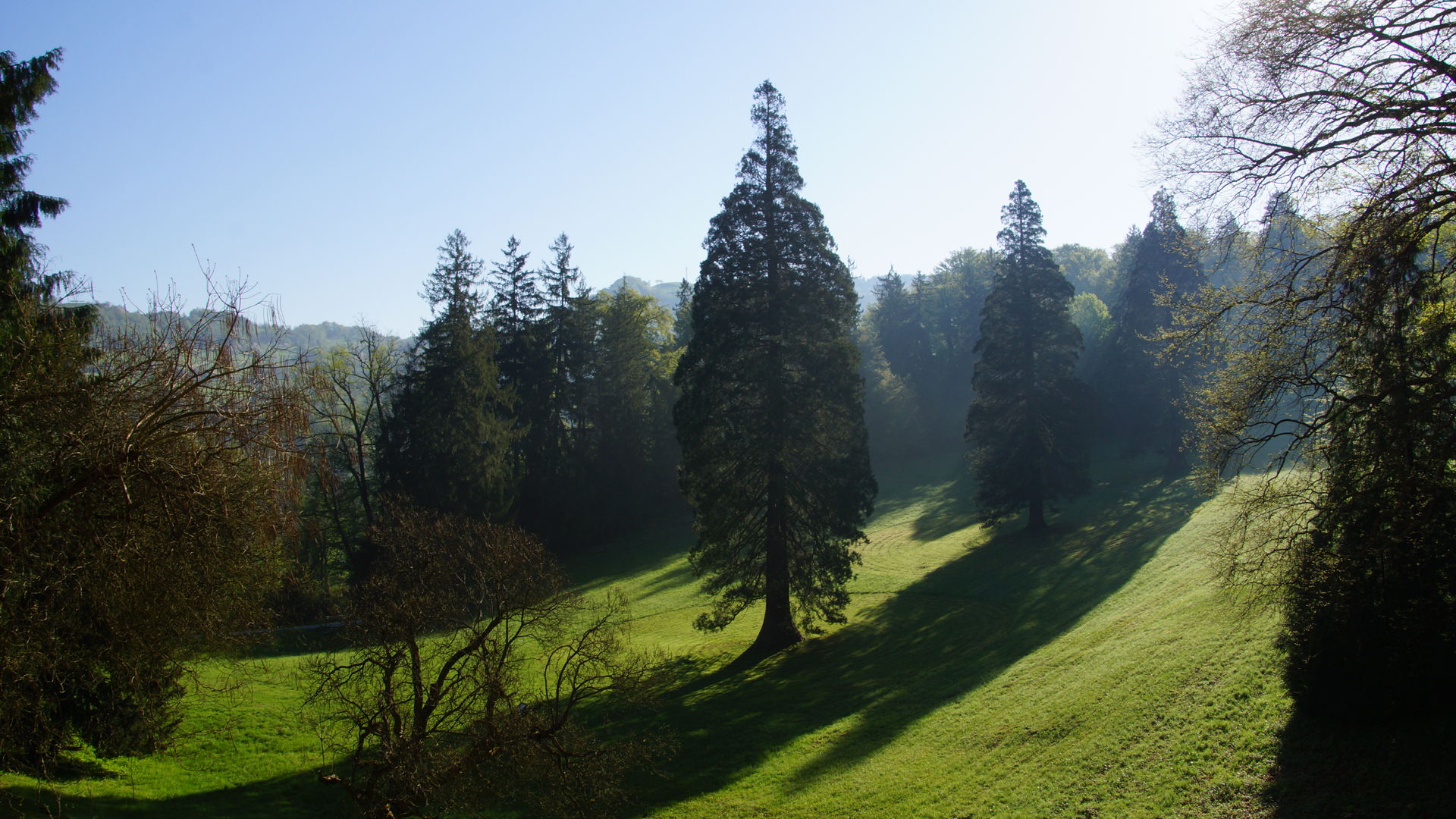 Slowenien 29: Mammutbäume im Kurpark der Therme Rimske Toplice