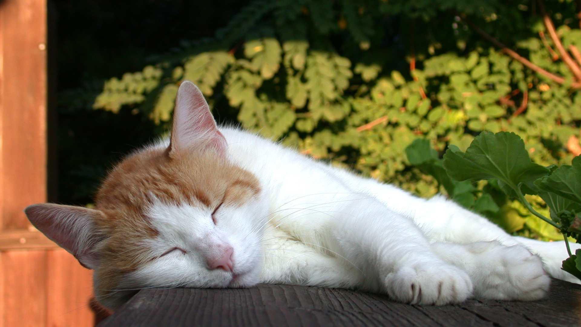 Fotostrecke Sommer Abbildung 24: Nachmittagsschläfchen unserer Katze Minka
