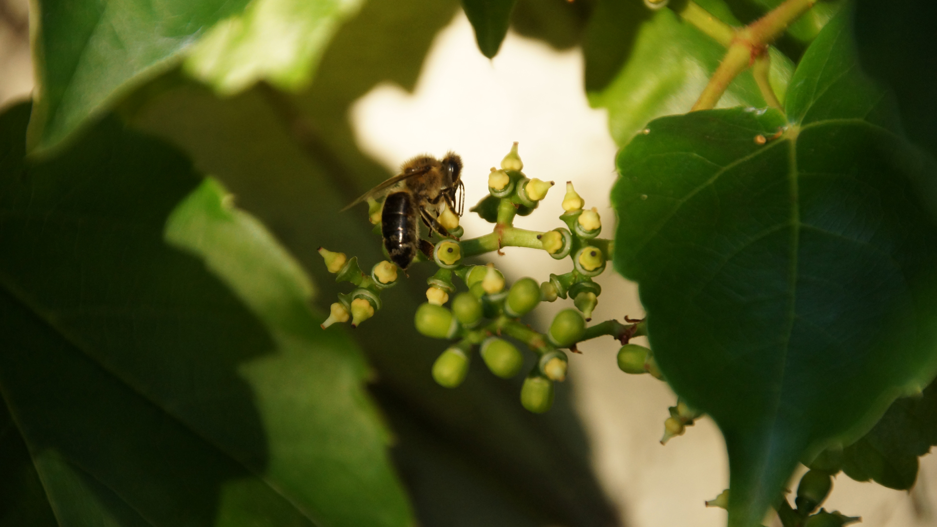 Fotostrecke Wildtiere: Biene