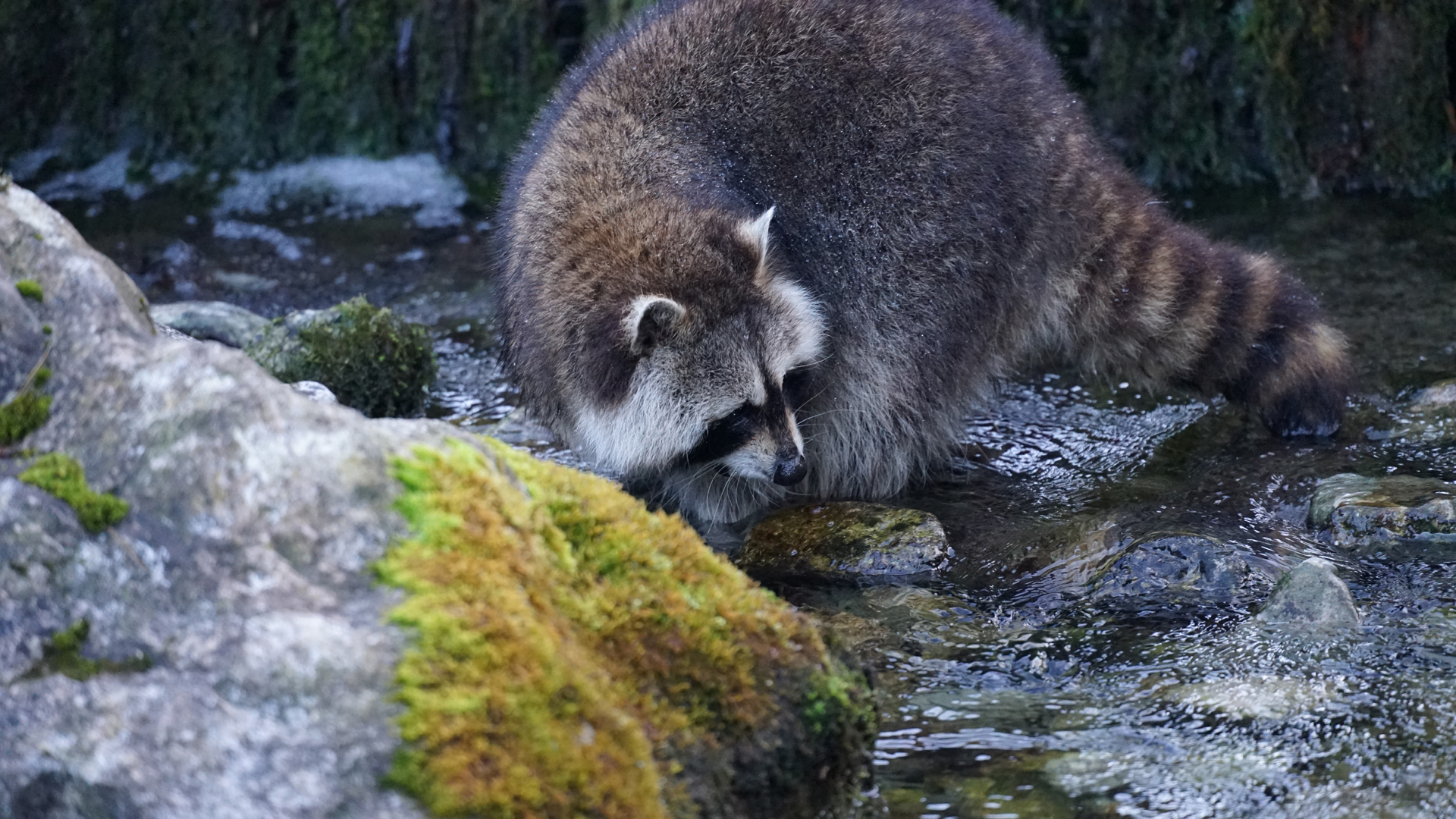 Fotostrecke Wildtiere: Waschbär