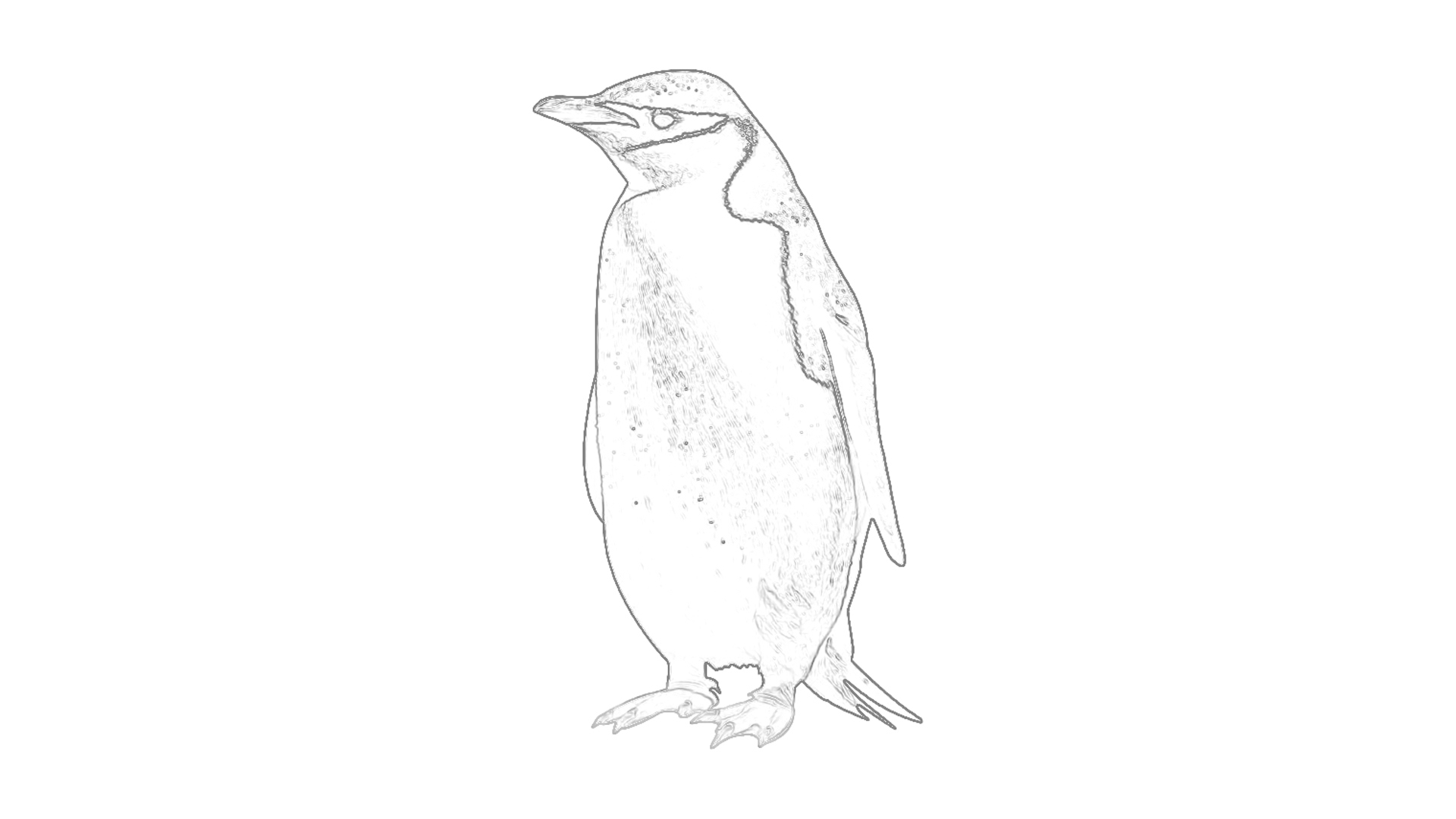 Malvorlagen: Pinguin