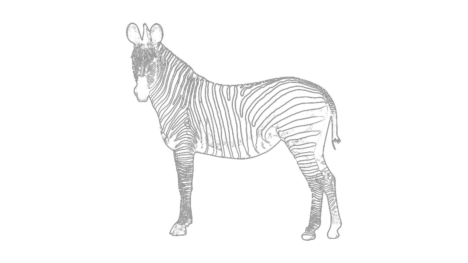Malvorlagen: Zebra