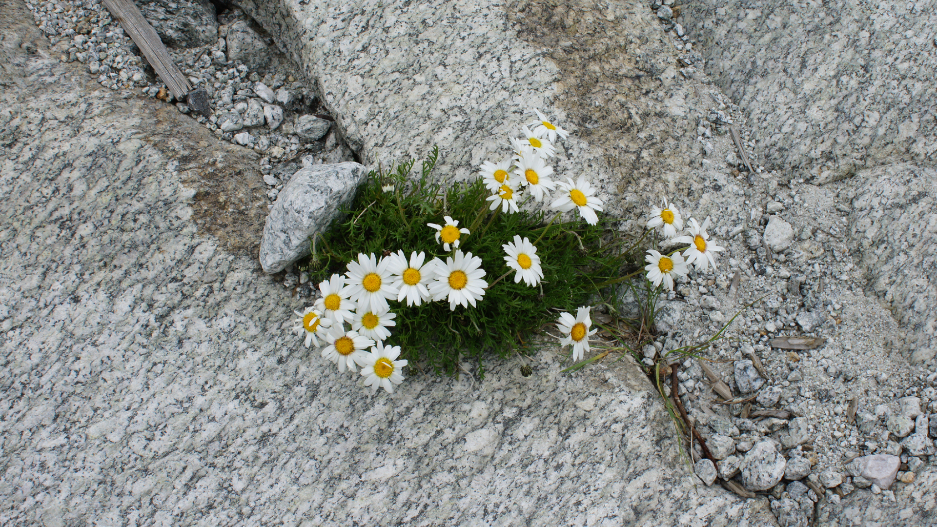 Fotostrecke Alpenblumen 01, Margeriten