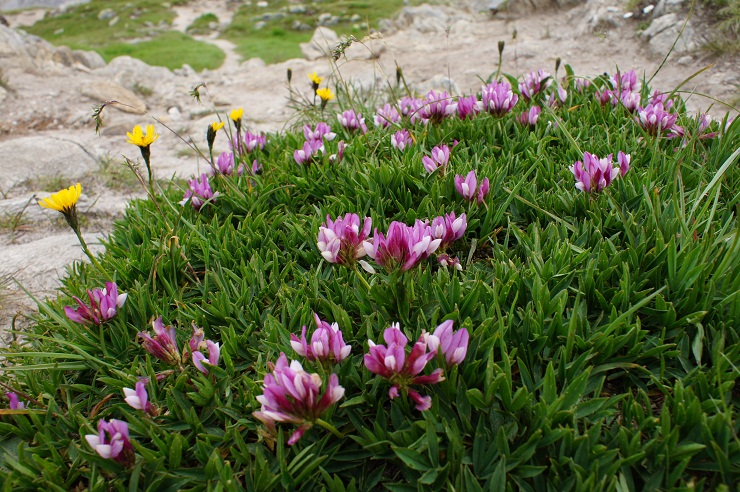 Fotostrecke Alpenblumen 08