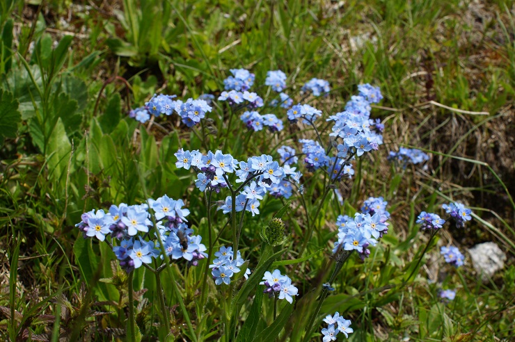 Fotostrecke Alpenblumen 13