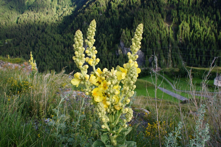 Fotostrecke Alpenblumen 16