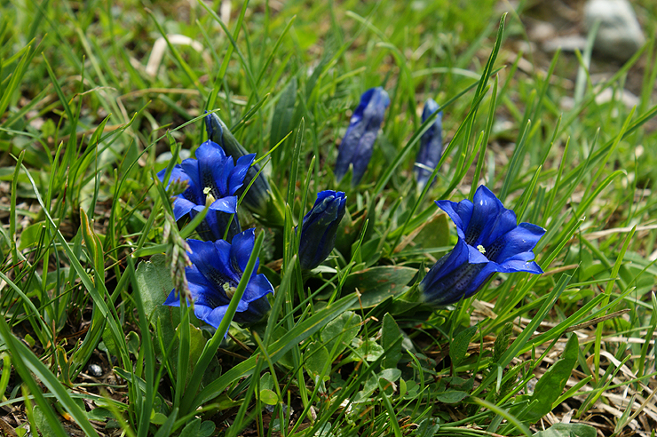 Fotostrecke Alpenblumen 19 Stengelloser Enzian