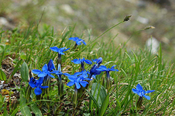 Fotostrecke Alpenblumen 20 Wiesenenzian