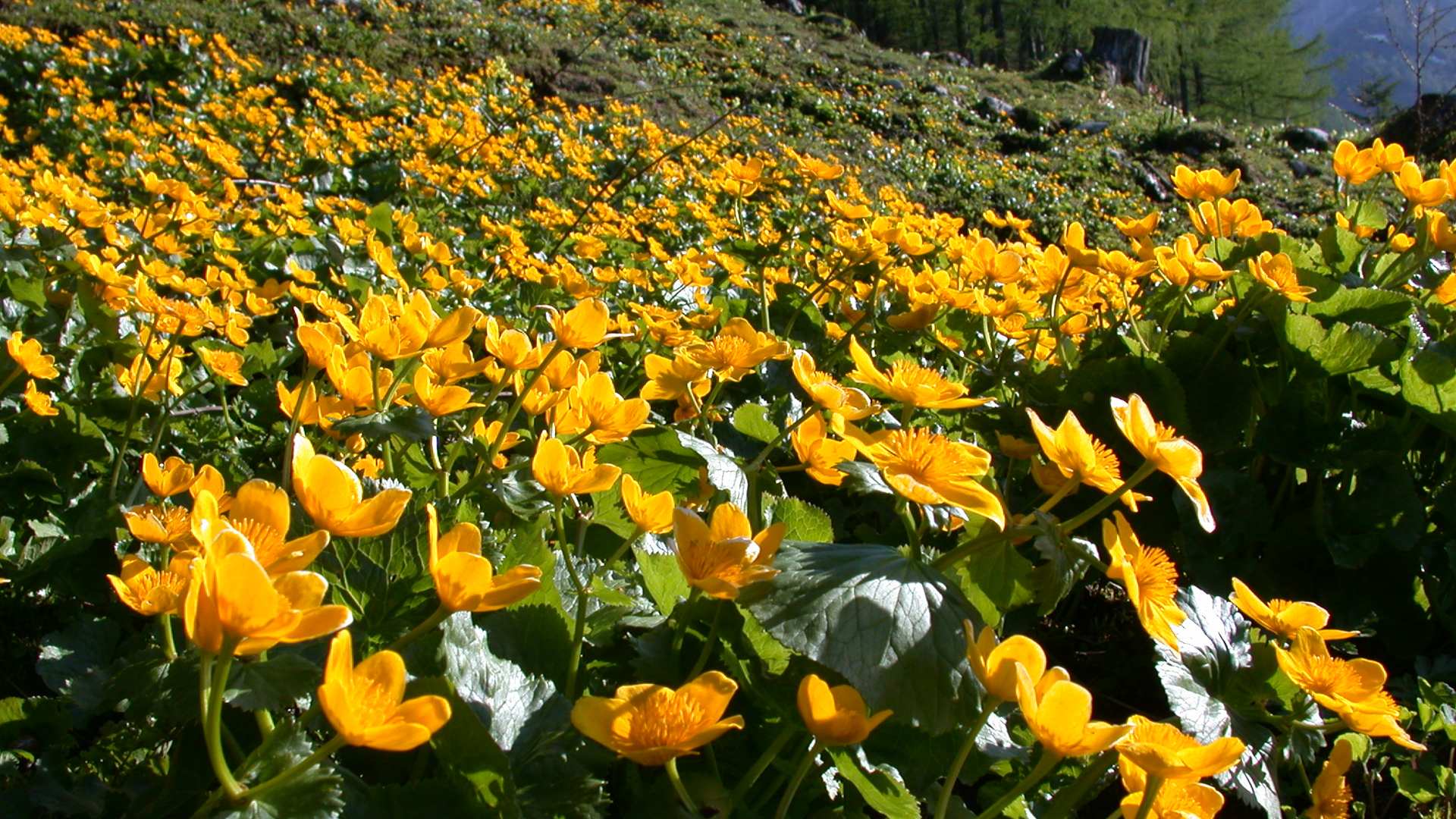 Fotostrecke Alpenblumen 31 Dotterblumen