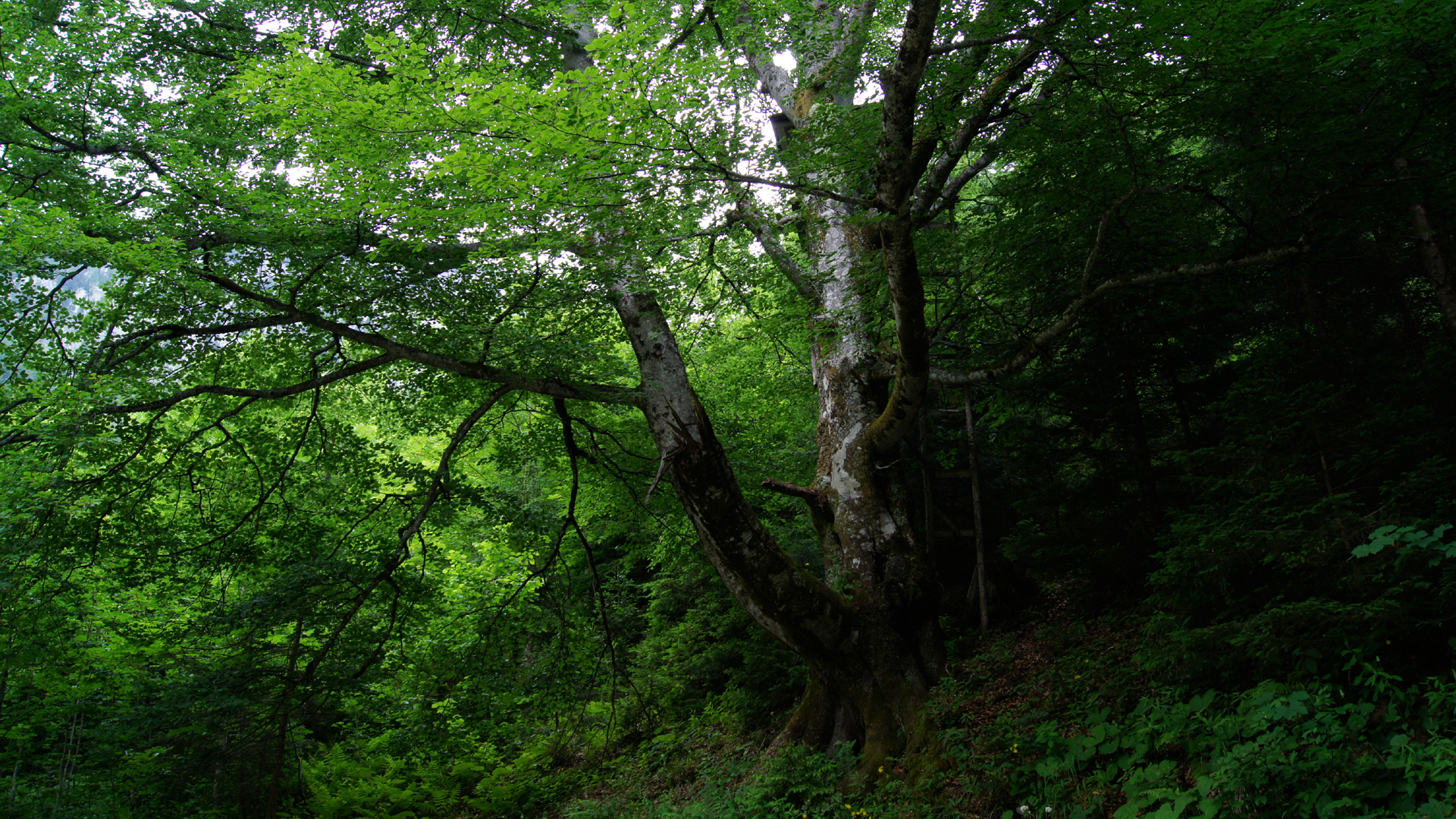 Fotostrecke Bäume: Birke