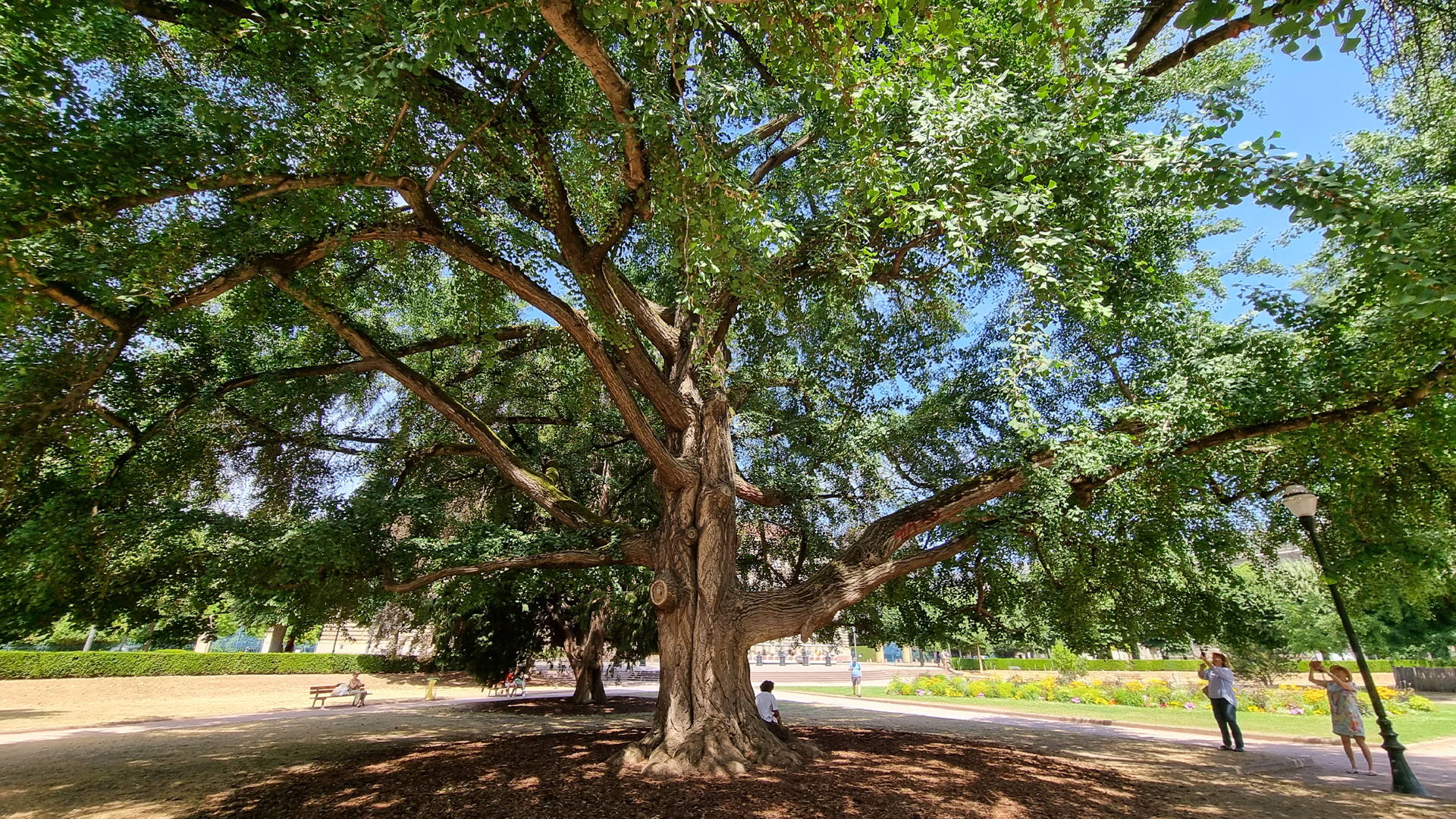 Fotostrecke Bäume: Ginkgo