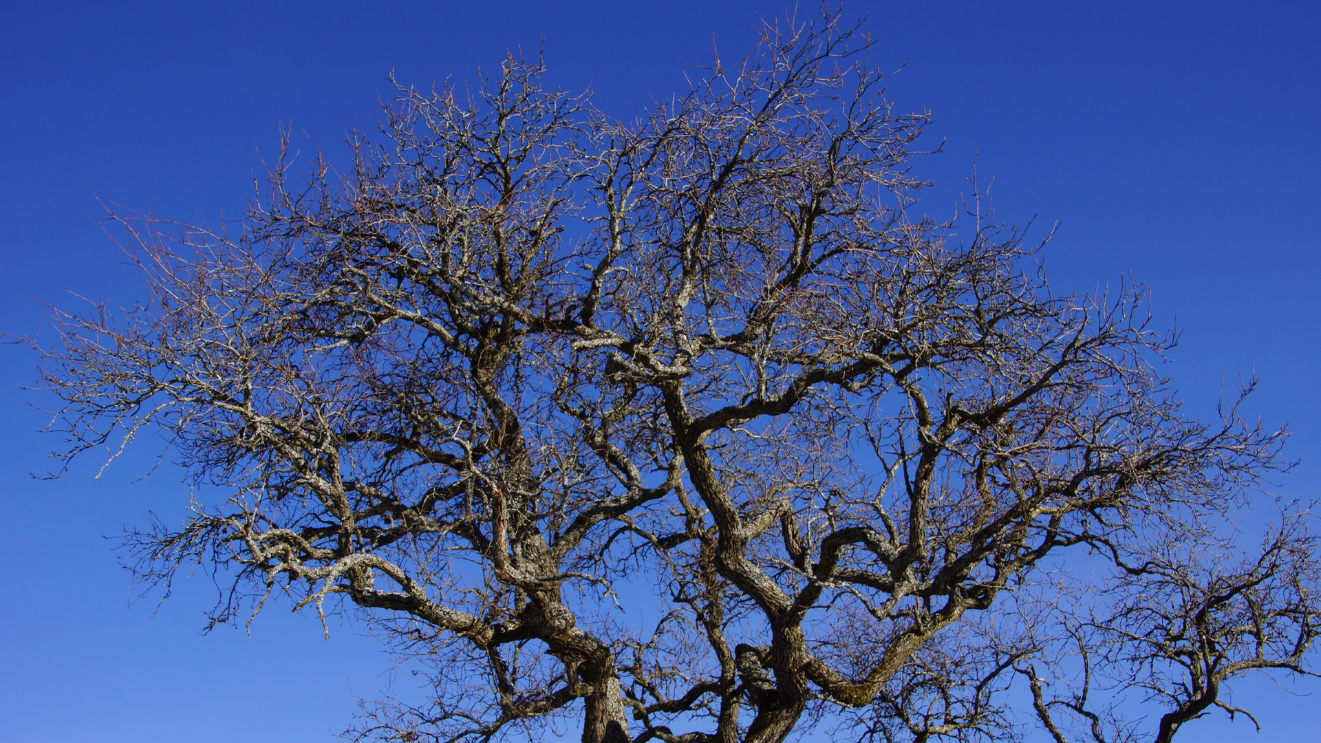 Fotostrecke Bäume: Mostbirnbaum im Winter