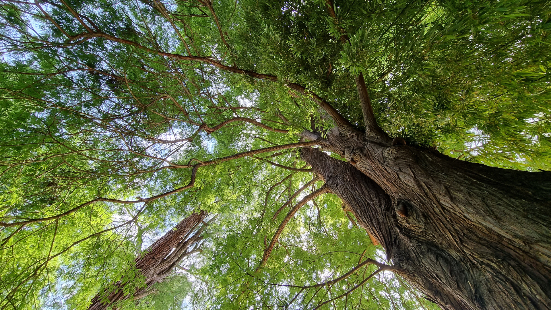 Fotostrecke Bäume: Sumpfzypresse, Echte