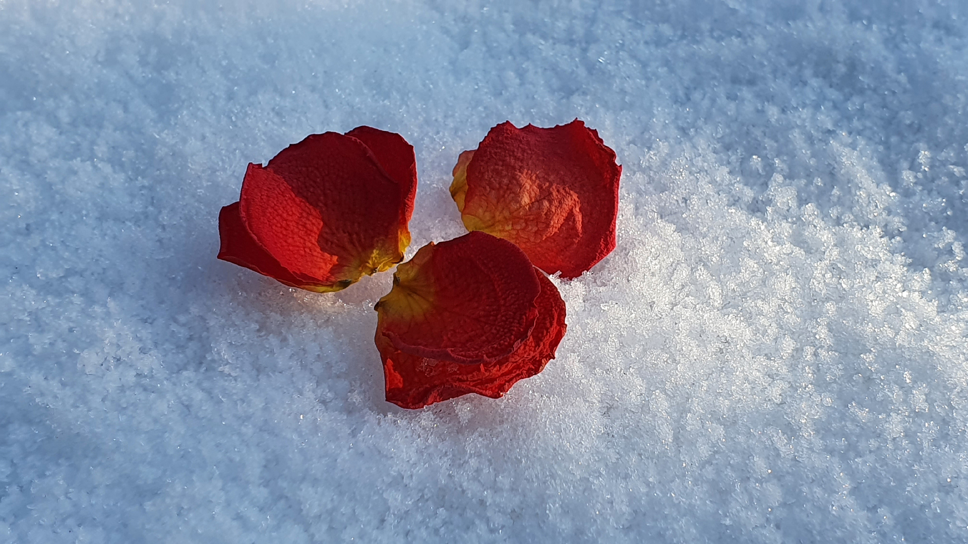 Best of Andreas Hollinek: Flowers And Snow