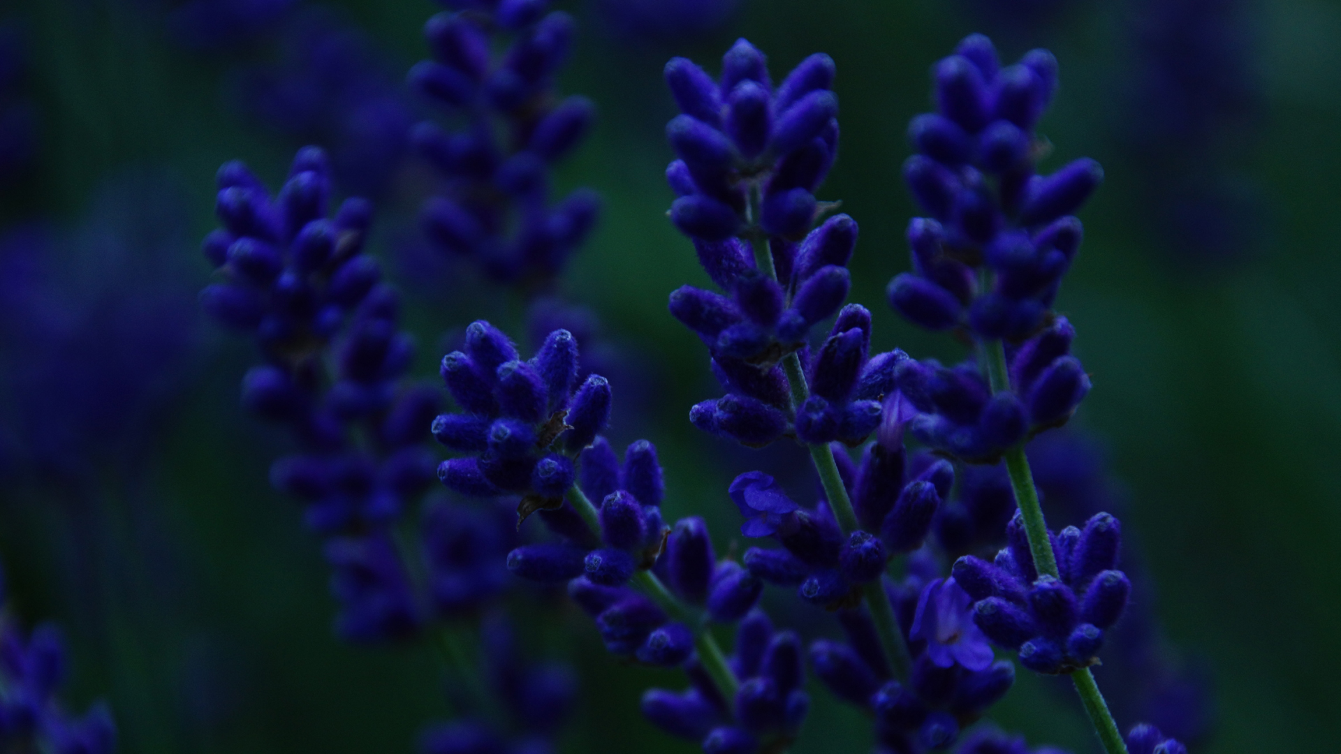 Fotostrecke Blau 06: Lavendel bei Einbruch der Nacht