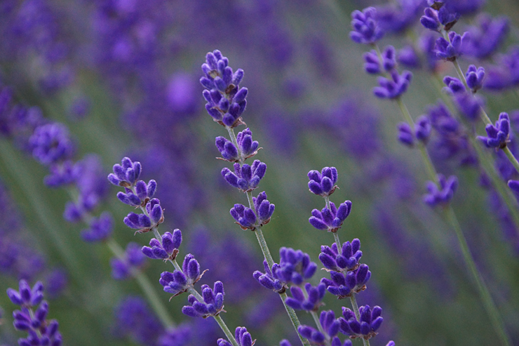 Blütezeit Lavendel