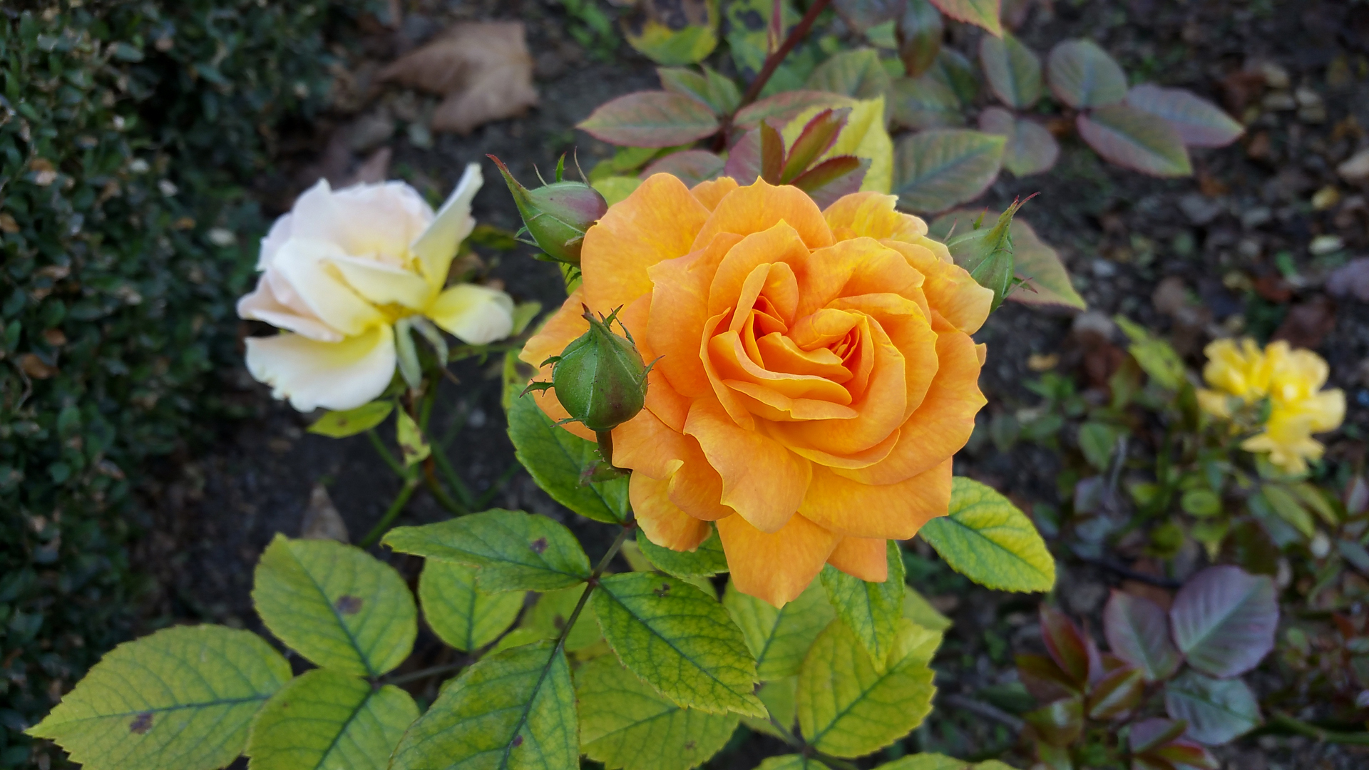 Blütezeit: orange Rose