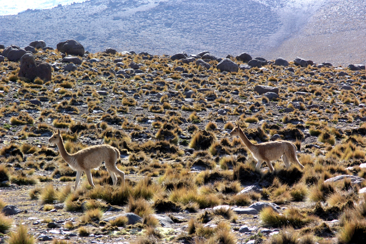 Chile 21, Vicuñas