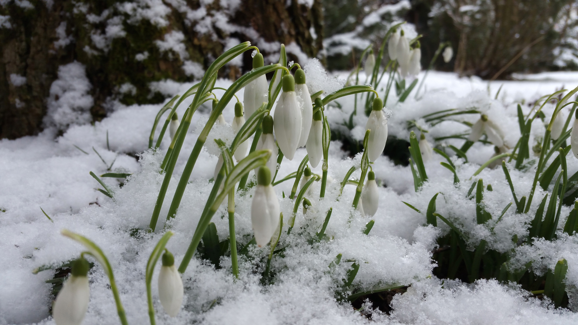 Fotostrecke Frühling Abbildung 01: Erste Schneeglöckchen ragen aus dem Schnee