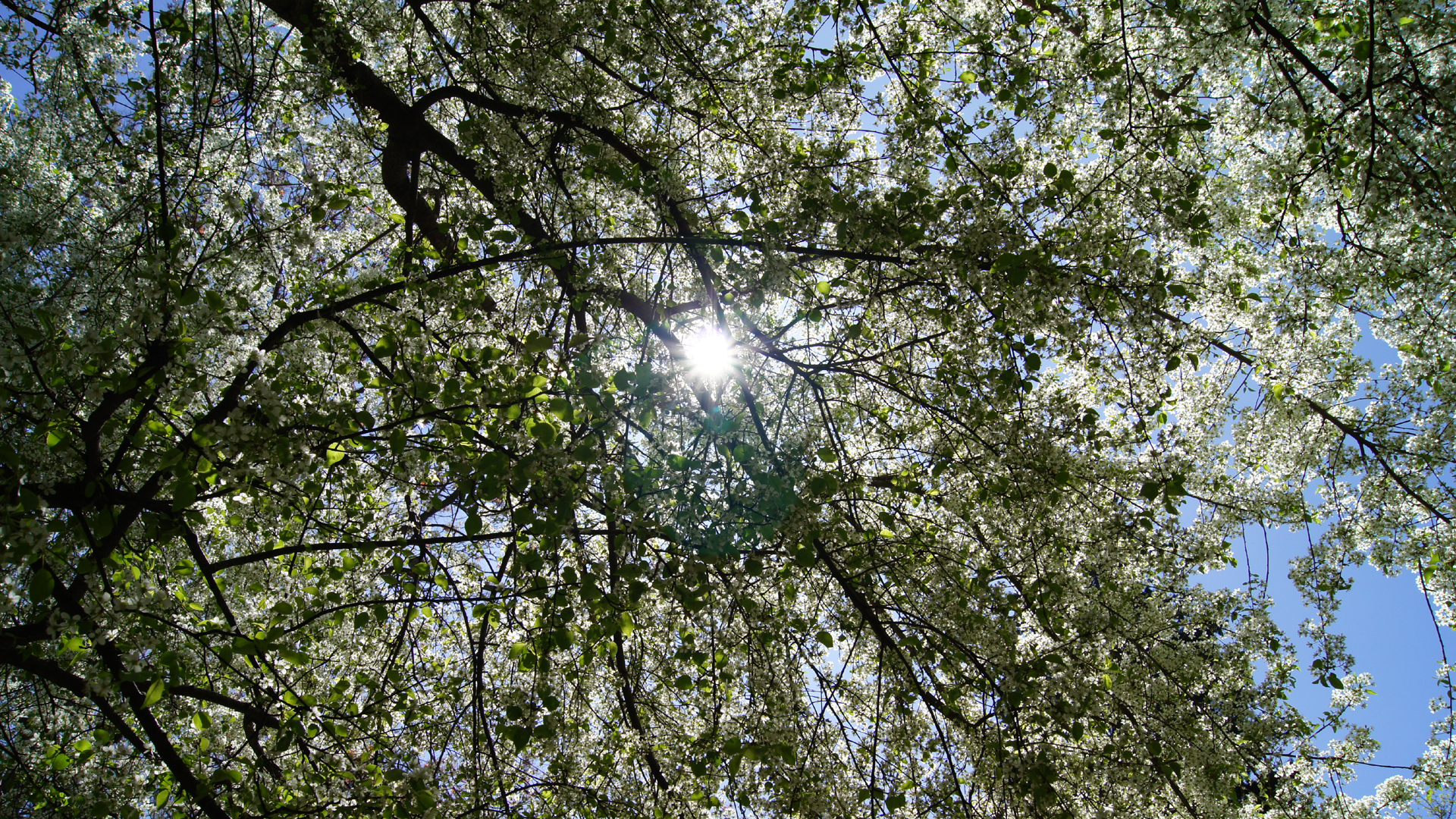 Fotostrecke Frühling Abbildung 04: Frühling im Botanischen Garten von Madrid