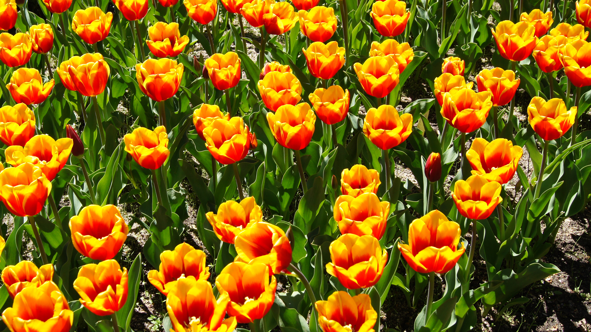 Fotostrecke Frühling Abbildung 06: Tulpen in Madrid