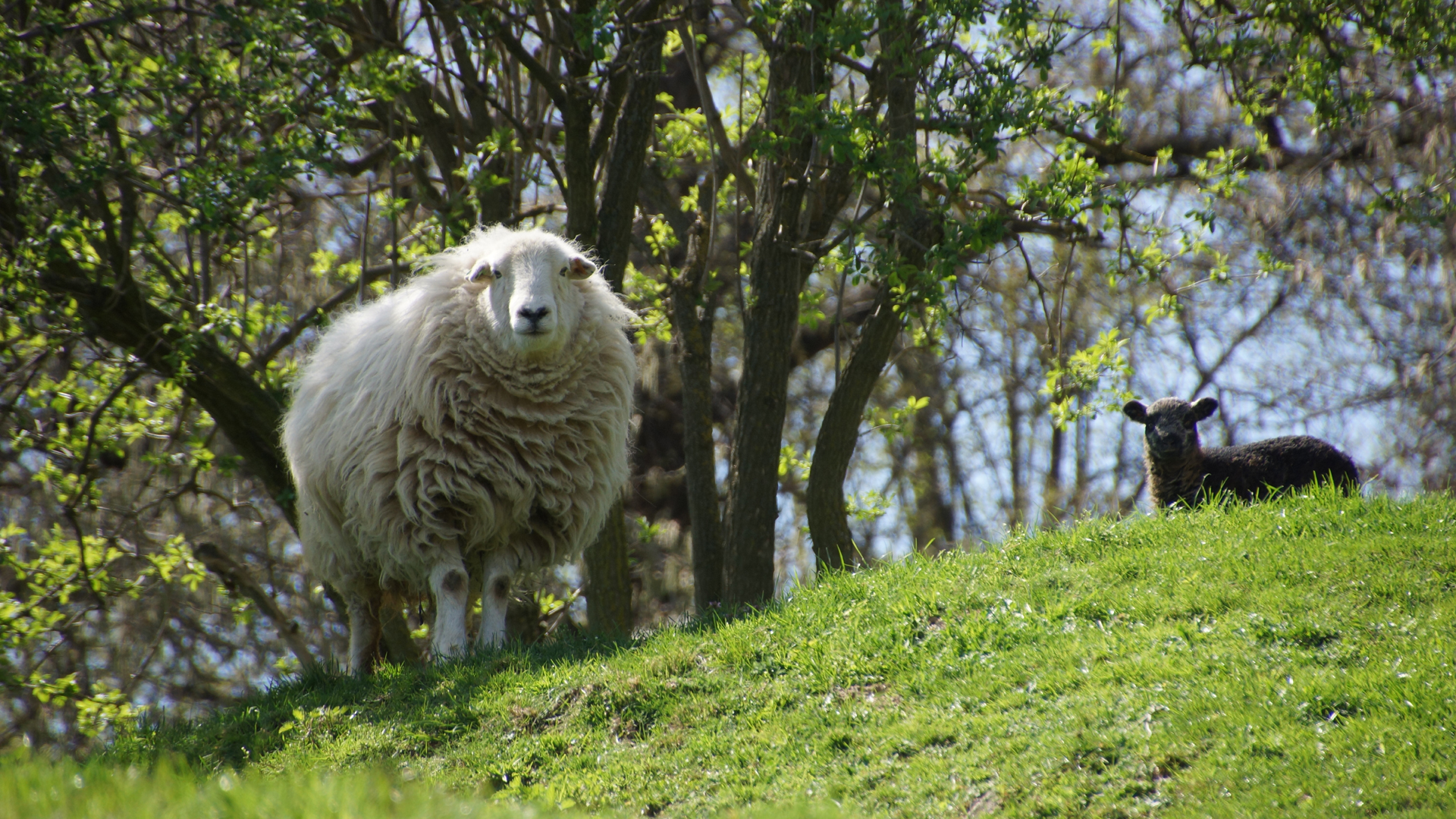 Fotostrecke Frühling Abbildung 09: Schaf mit Lamm in der Steiermark