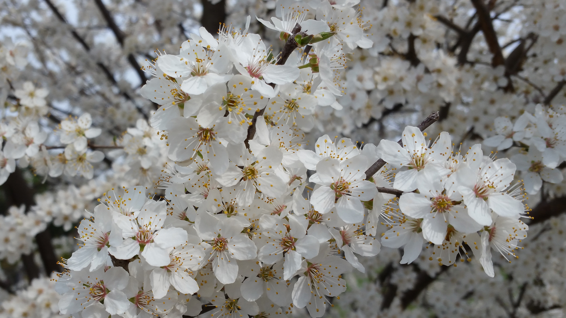 Fotostrecke Frühling Abbildung 10: Ringlottenblüte
