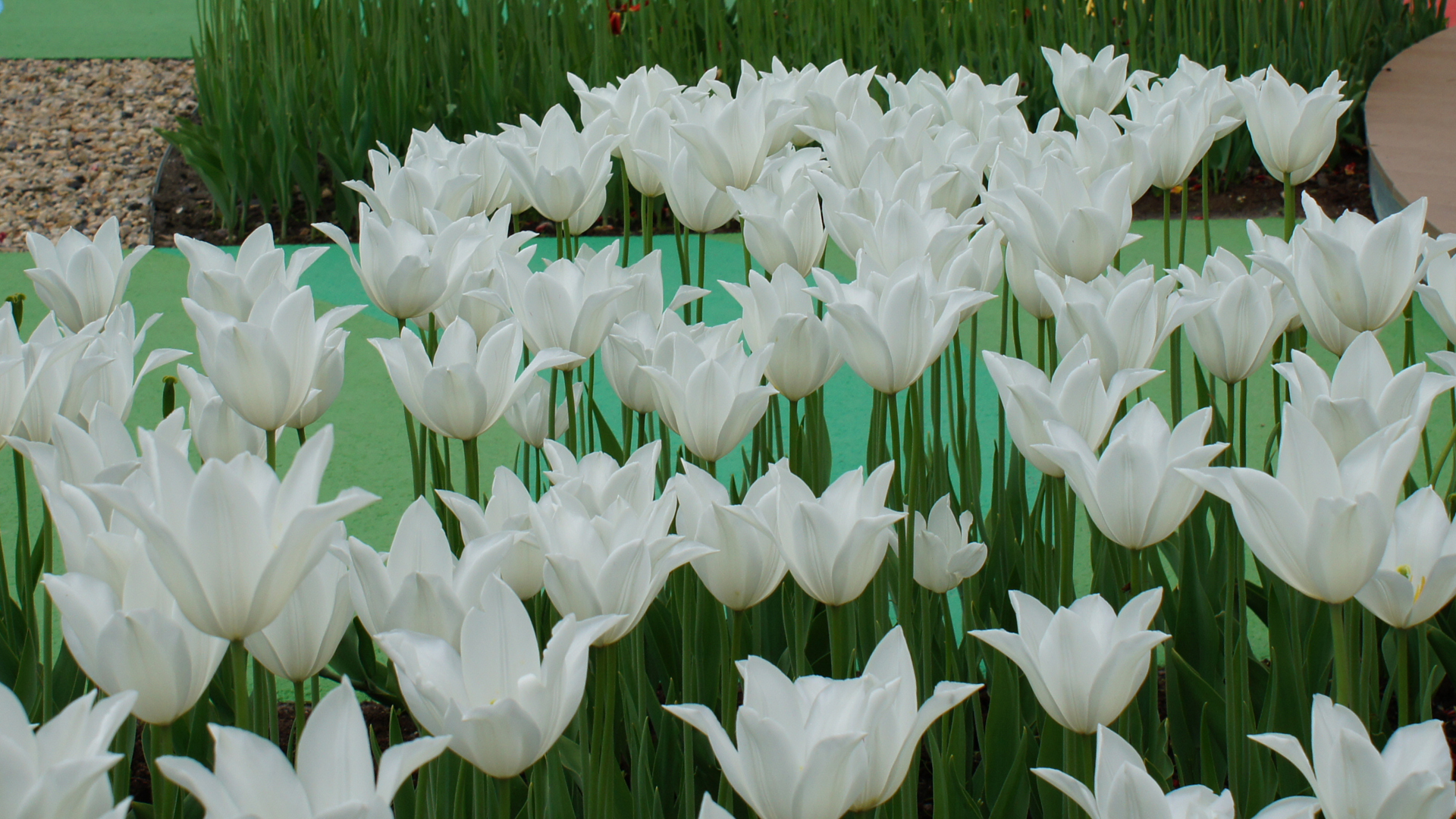 Fotostrecke Frühling Abbildung 12: Weiße Tulpen