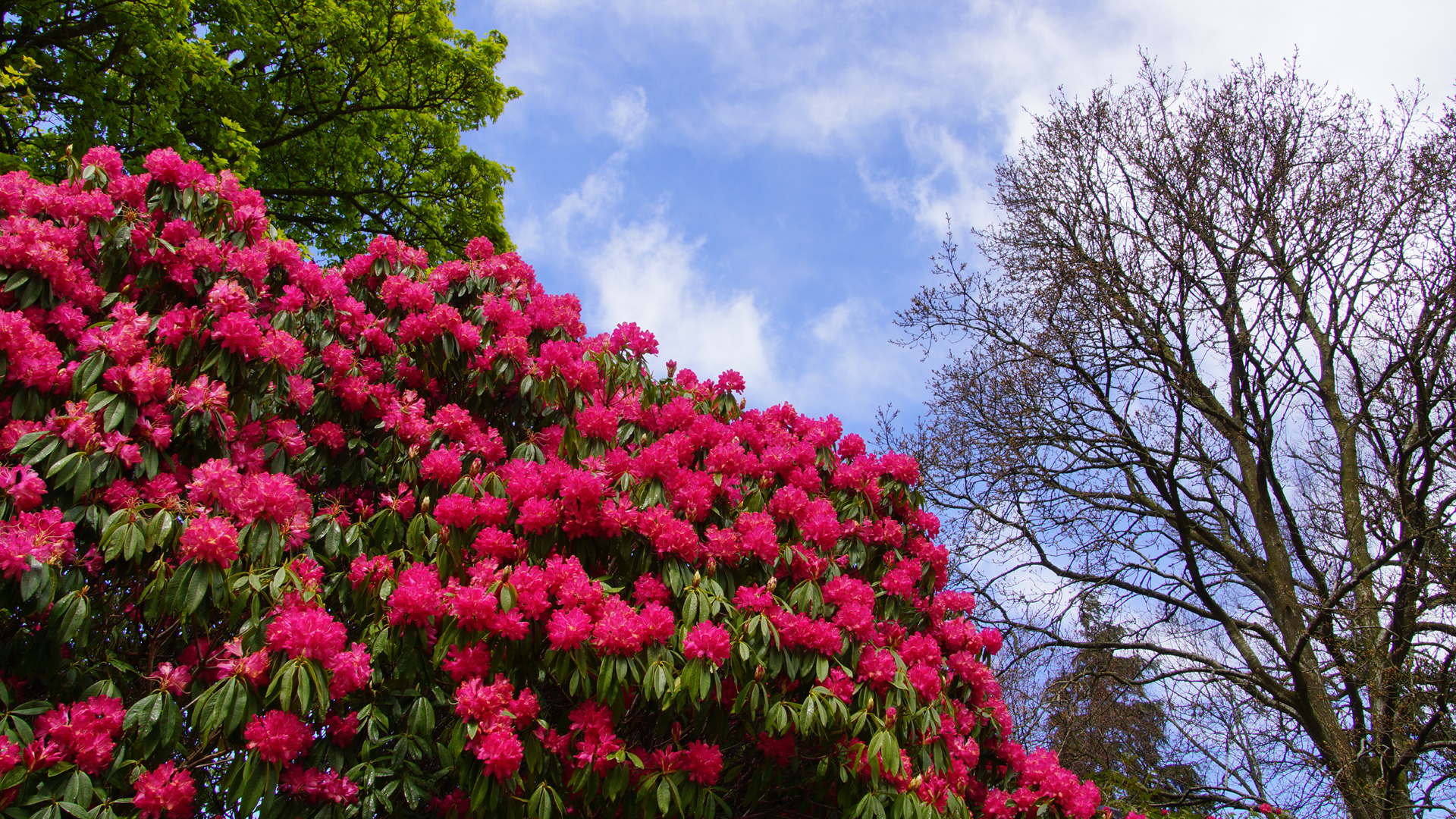 Fotostrecke Frühling Abbildung 20: Rhododendronblüte in Nordirland