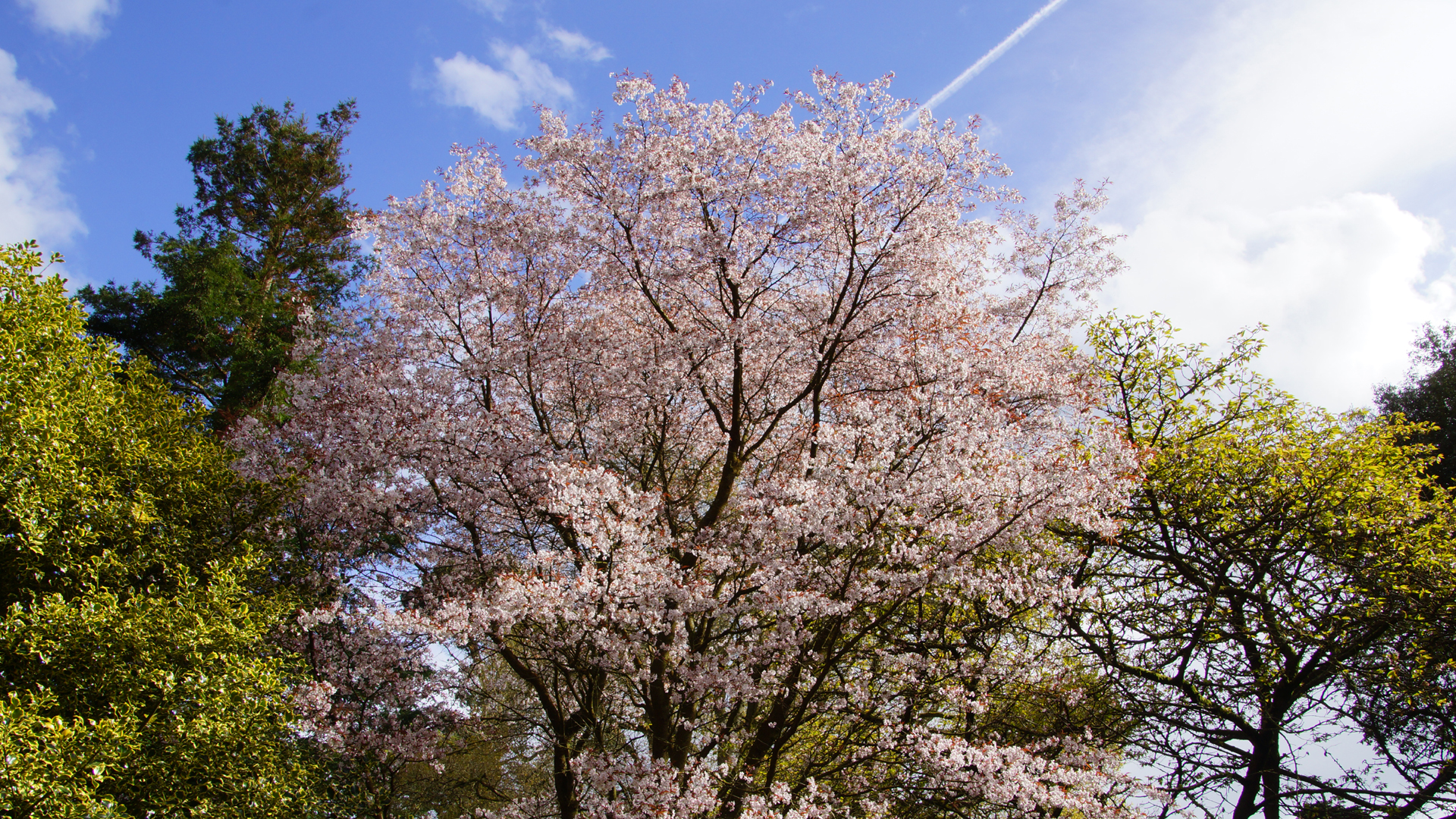Fotostrecke Frühling Abbildung 22: Frühling in den Mount Stewarts Gardens, Nordirland