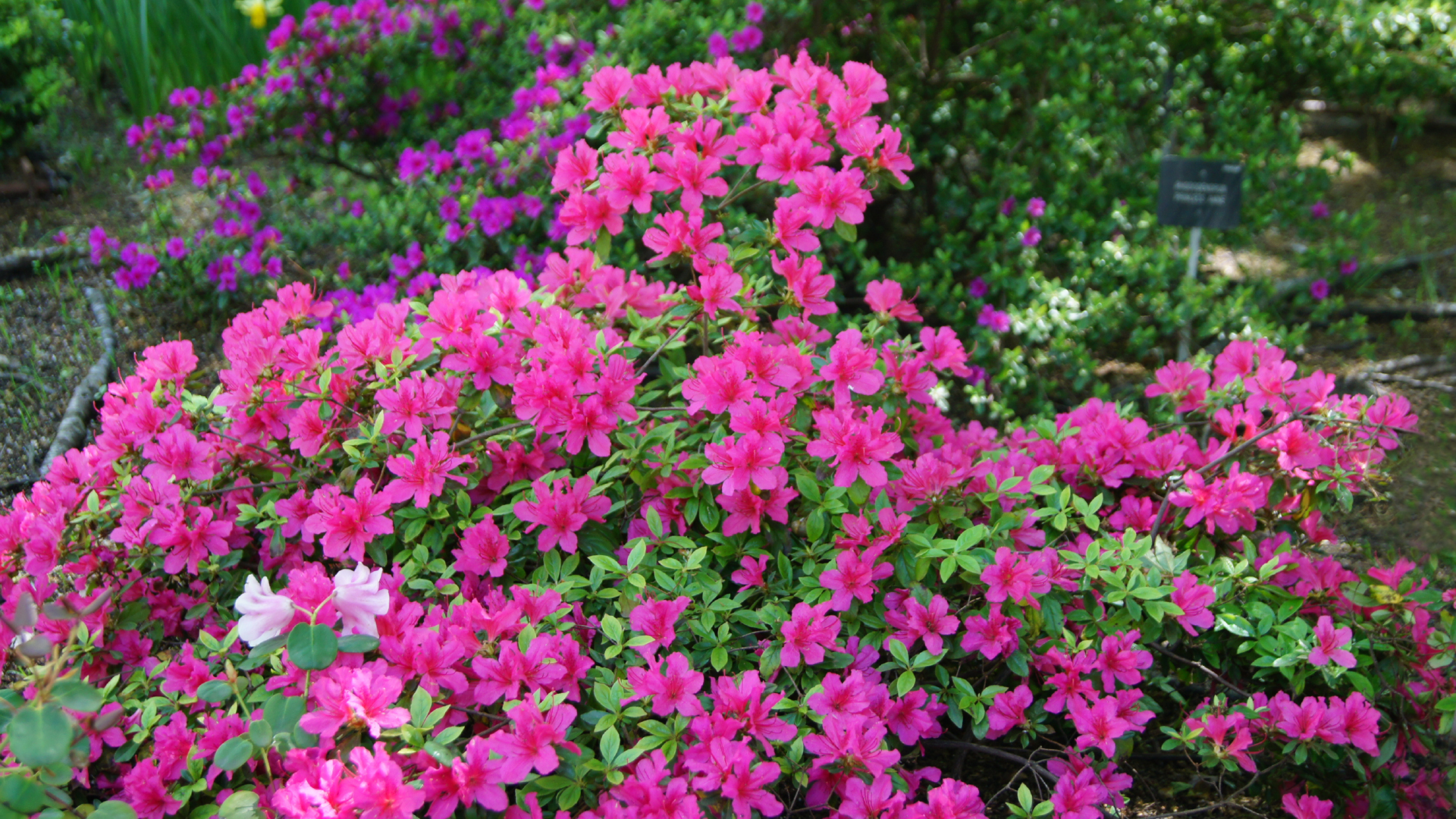 Fotostrecke Frühling Abbildung 26: Rhododendron