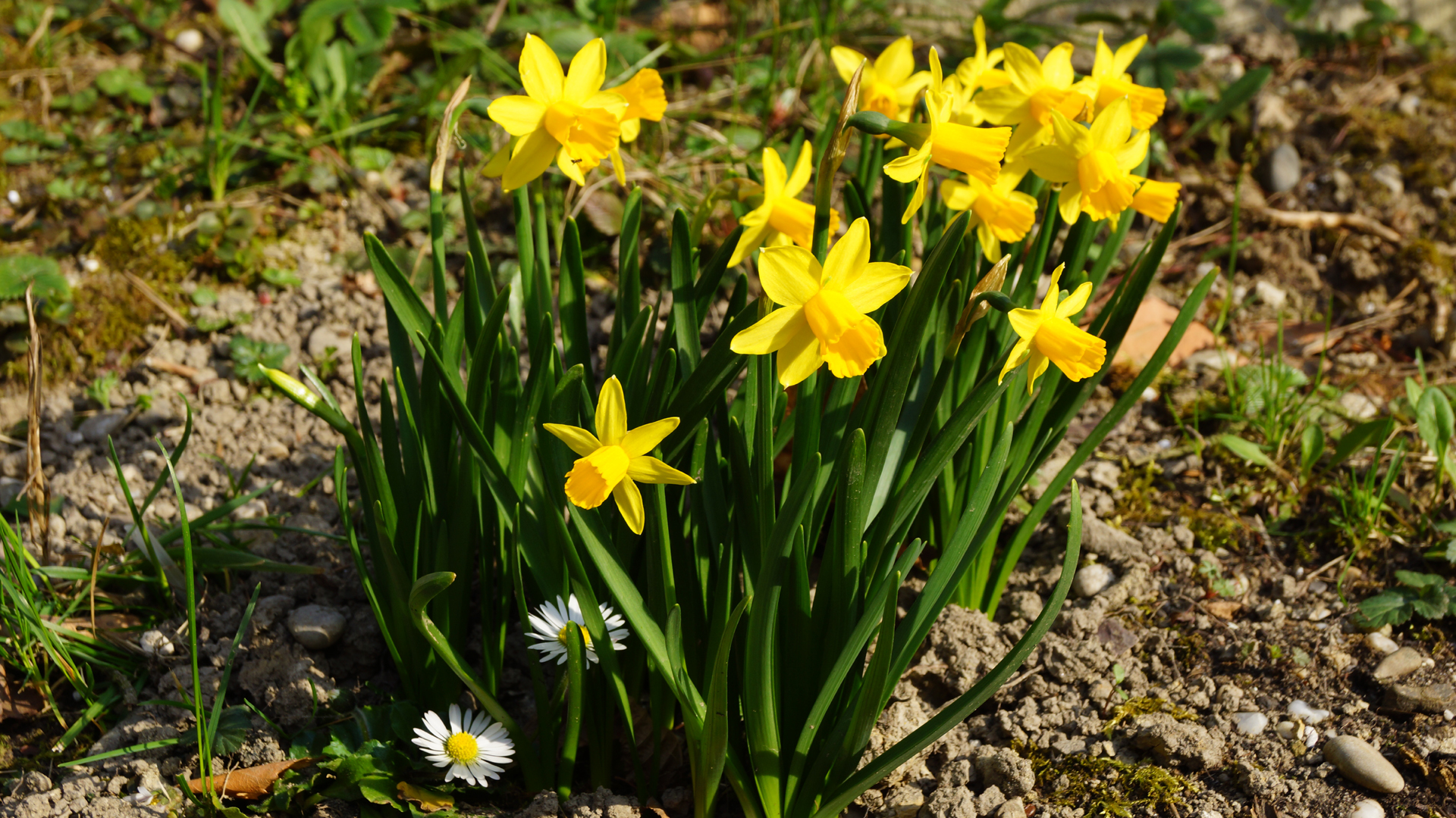 Fotostrecke Frühling Abbildung 28: Märzenbecher und Gänseblümchen