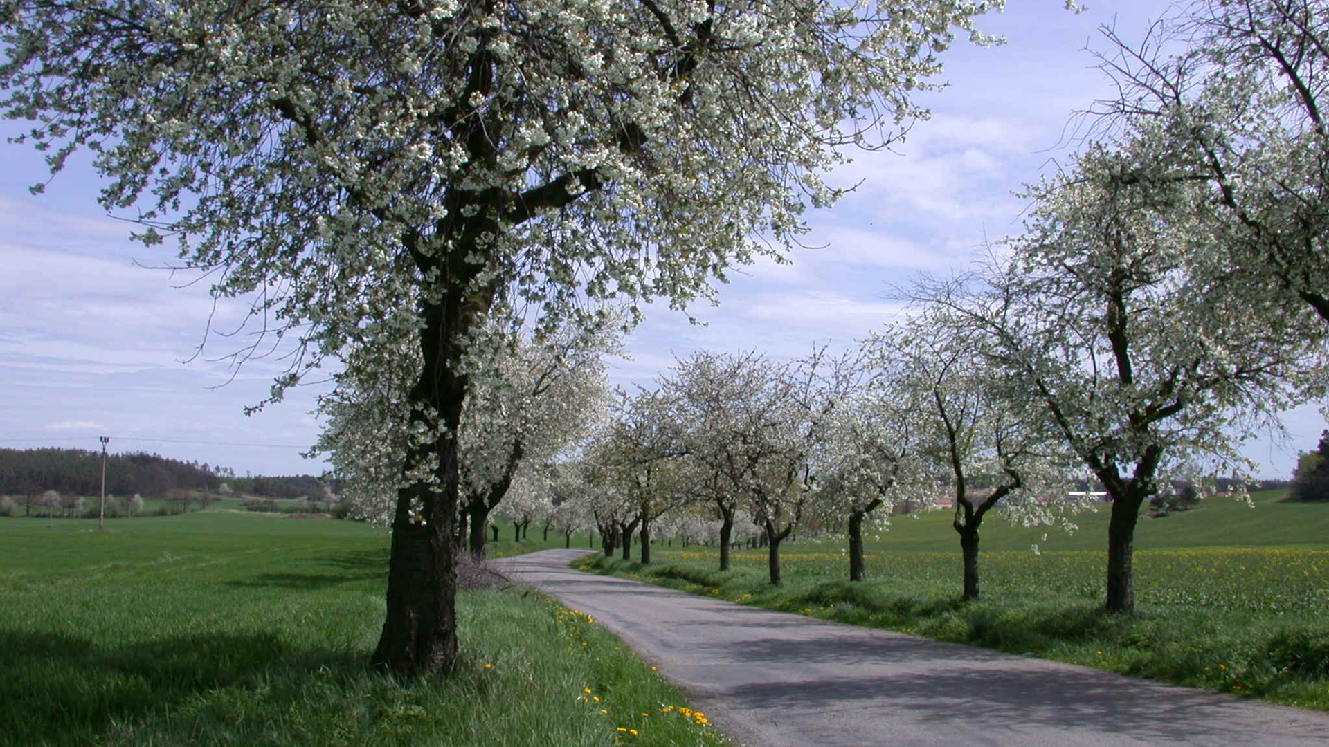 Fotostrecke Frühling Abbildung 30: Kirschbaumalle in Südböhmen