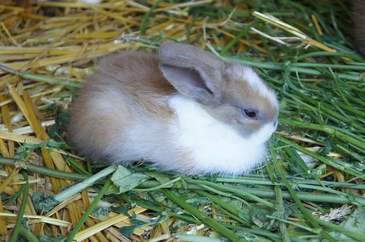Fotos Haustiere: Kaninchen Junges