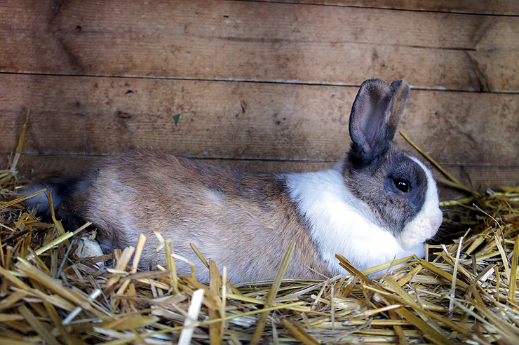 Fotos Haustiere: Kaninchen