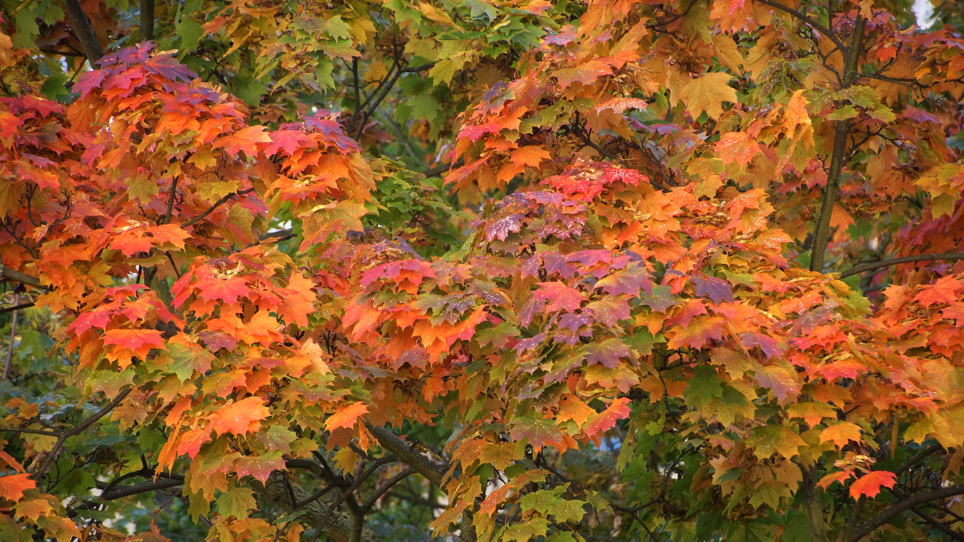 Fotostrecke Herbst Abbildung 01