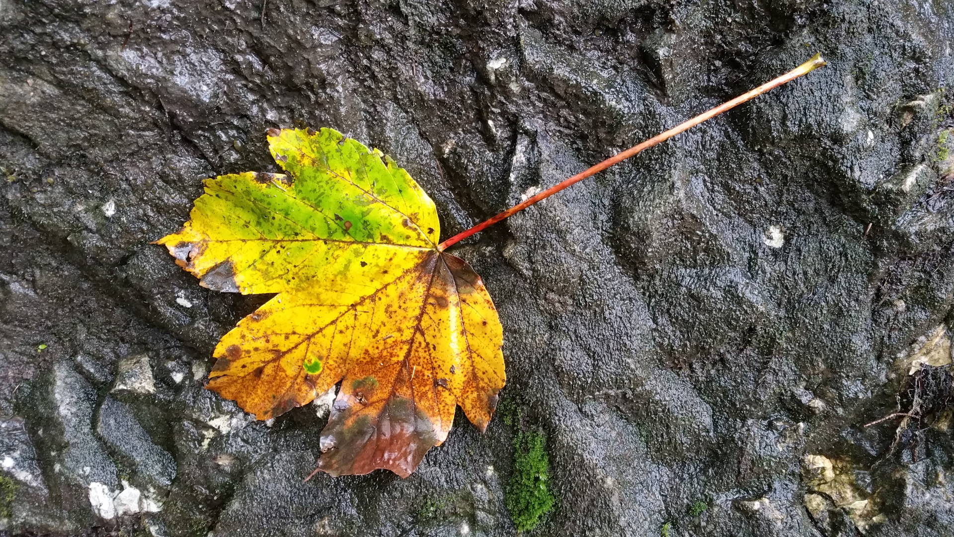 Fotostrecke Herbst Abbildung 22: Ahornblatt