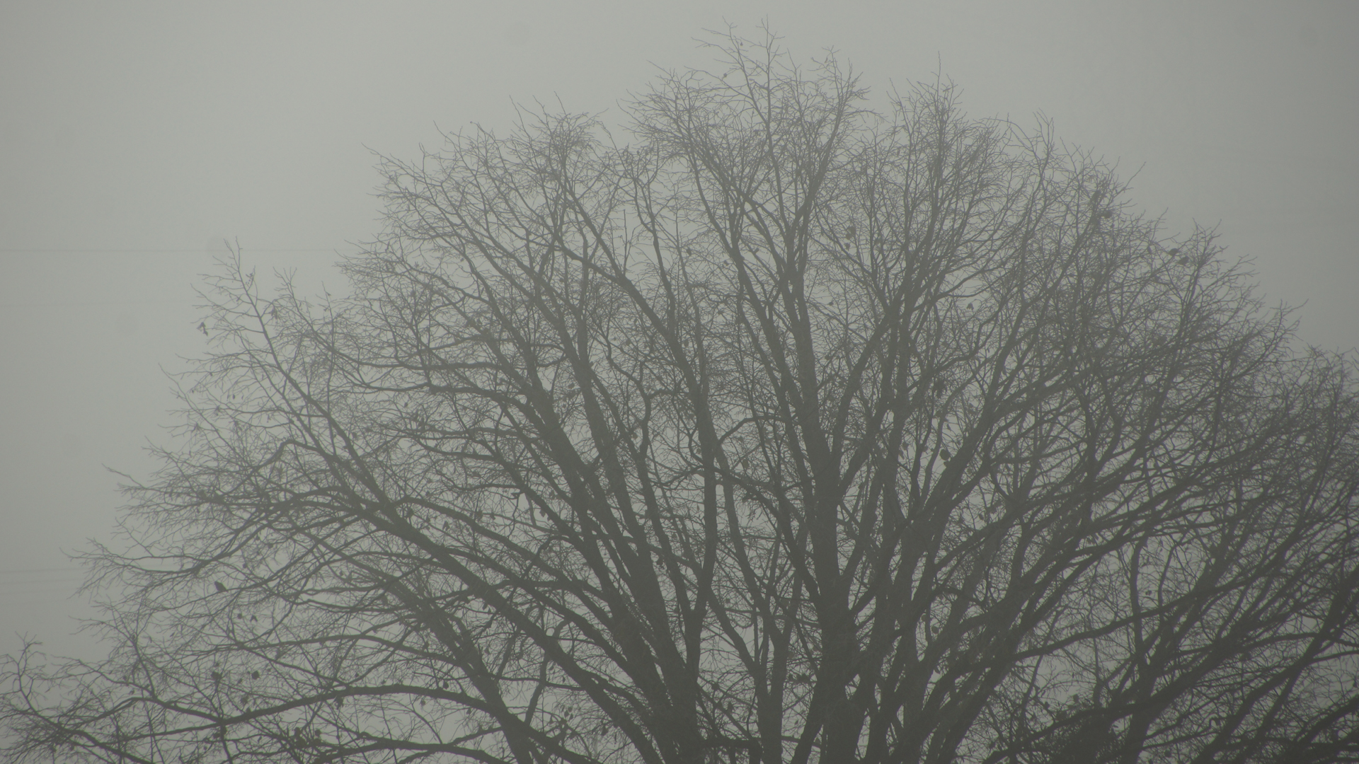 Fotostrecke Herbst Abbildung 24: Nebel im Geäst