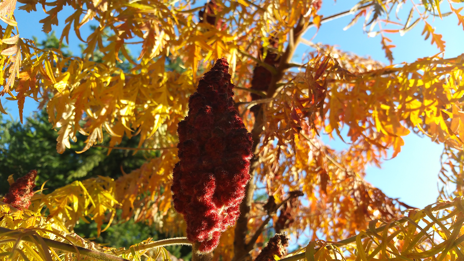 Fotostrecke Herbst Abbildung 28: Essigbaum