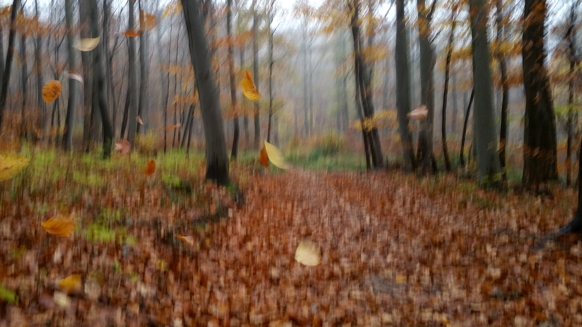 Fotostrecke Herbst Abbildung 31: Das Fallen der Blätter